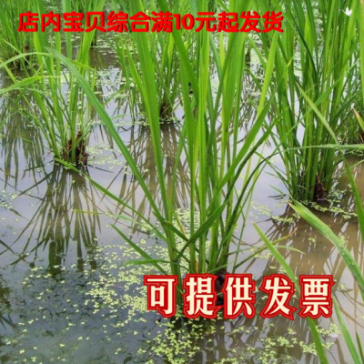 水生植物茭白湿地现挖茭瓜养鱼