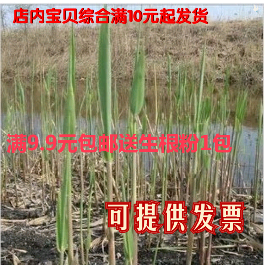 多年生水生植物*芦苇苗 水池绿化粽叶苗木 湿地绿化/量大优惠