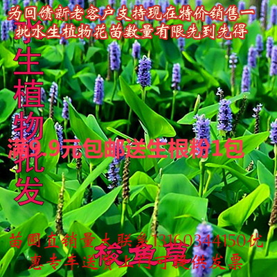 水生植物 水生花卉 海寿花 梭鱼草 多年生挺水水湿地草本植物5颗