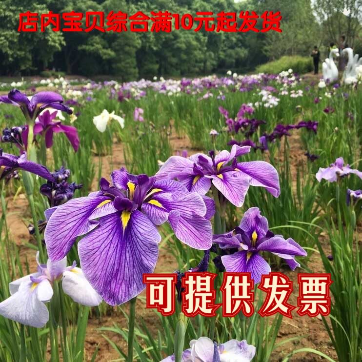 日本玉蝉花 花菖蒲大花从菖蒲 湿地观花挺水植物池塘河道净化水质