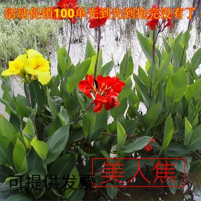 种球庭院地栽植物花苗带芽美人蕉