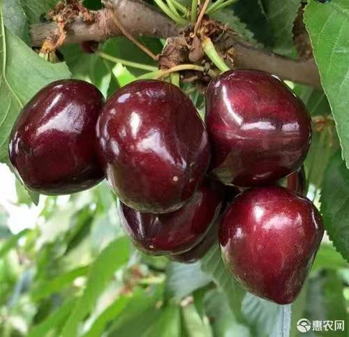 带土带叶发货车厘子树苗樱桃树苗樱桃/车厘子盆栽