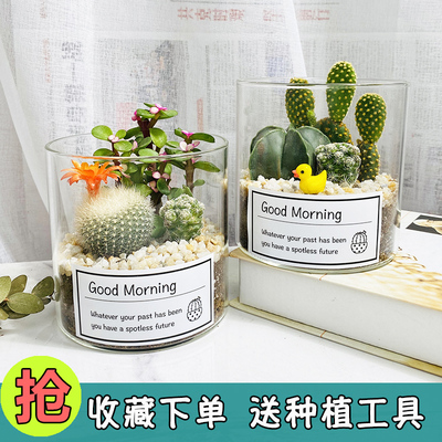 仙人球盆栽室内多肉玻璃瓶开花小