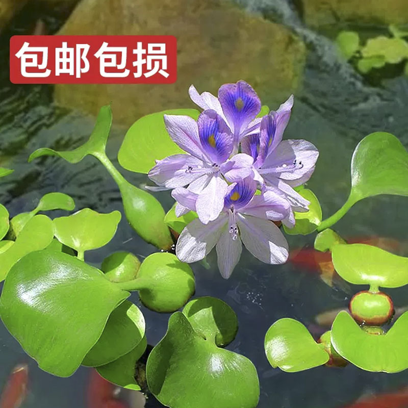 水葫芦造景净化水质凤眼莲鱼虾缸