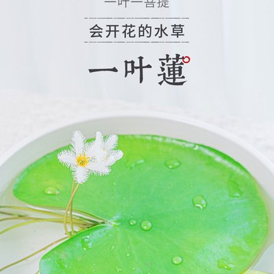 一叶莲 碗莲水生花卉水培植物室内阳台四季开花盆栽鱼缸浮生莲花