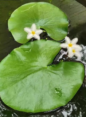 一叶莲水草水生水培植物净化水质碗莲活睡莲鱼缸造景浮萍养龟真草