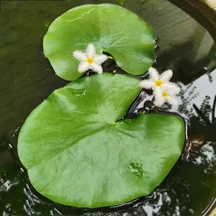一叶莲水草水生水培植物净化水质碗莲活睡莲鱼缸造景浮萍养龟真草