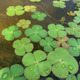 田字萍水生幸运草四叶萍四叶草水生植物净化水质易成活水缸浮萍