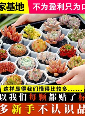 多肉植物大多肉盆栽花卉肉肉带盆组合生石花玉露基地自产自销