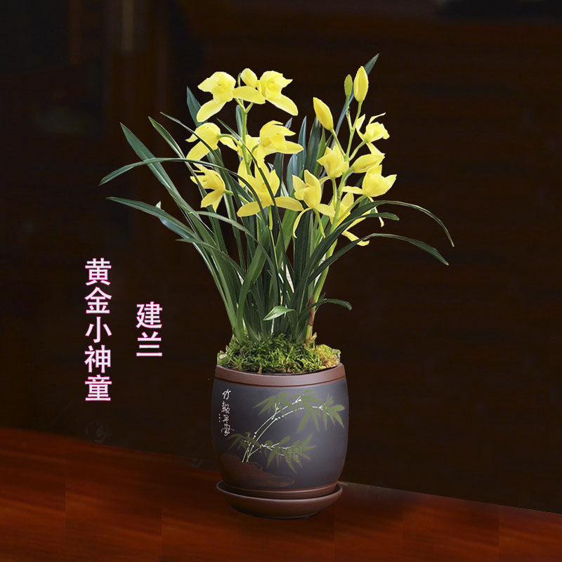 台北小姐兰花黄金小神童观音素杂交建兰喜庆年宵花幽浓香型观花