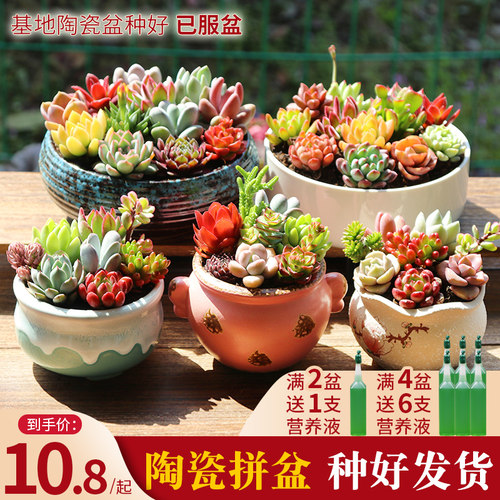 绿植带土套餐老桩组合盆栽包邮