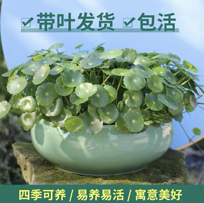 水培植物铜钱草金钱草带叶子室内水养花卉绿植盆栽办公四季好养活