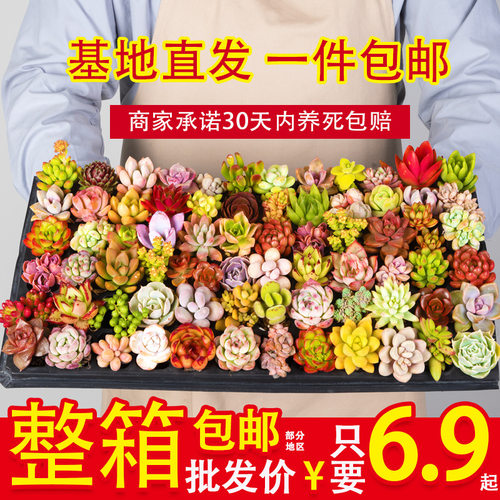 多肉多肉植物带盆多肉盆栽带盆多肉整箱