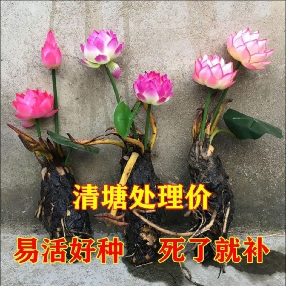 鱼池水生植物大睡莲种根碗莲带花苞发货鱼池浮莲圆心浮萍水草水培