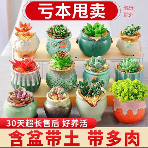 多肉植物含盆带土栽好组合盆栽套餐贵货绿植花卉老桩玉露肉肉包邮