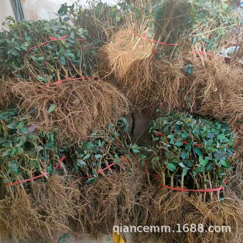 基地金银花树苗盆栽地栽爬藤植物红黄金银花苗当年开花庭院花