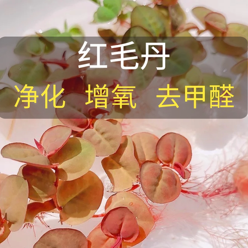 水培植物红毛丹鱼虾龟缸净化水质