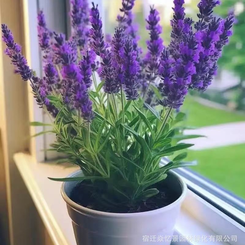 薰衣草花卉盆栽植物室内室外客厅阳台绿植四季好养易活花苗带花苞