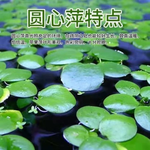 圆心萍豹纹萍浮萍水草净化水质水培绿植庭院鱼虾龟缸造景漂浮水草