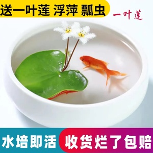 一叶莲碗莲水生花卉水培植物室内阳台四季开花美盆栽鱼缸浮萍睡莲