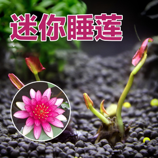 迷你小睡莲种根 水培水养盆栽池塘植物带芽发货水生荷花根块种根
