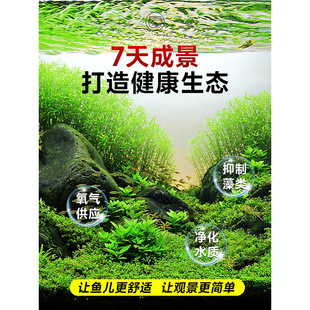 爬地矮珍珠前景水草植物日本爬地水下叶鱼缸造景水培真草古法养鱼