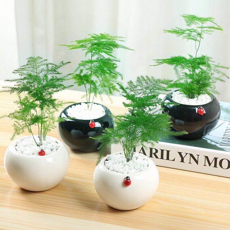 文竹绿植盆栽原盆四季桌面摆放客厅阳台摆放庭院种植直销包邮