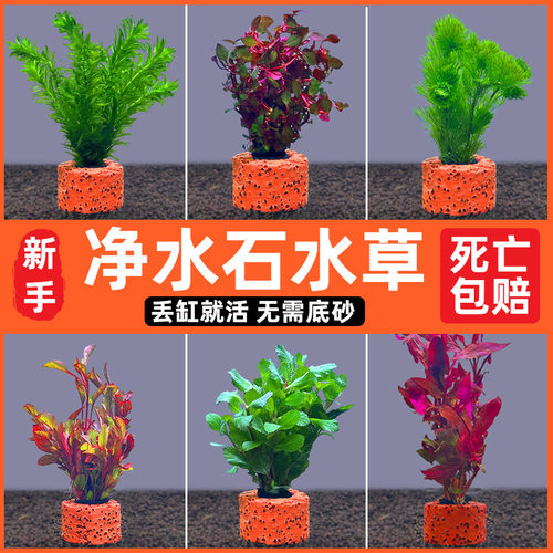 鱼缸水草植物真草造景阴性水榕蜈蚣绿菊净水培菌新手装饰套餐懒人