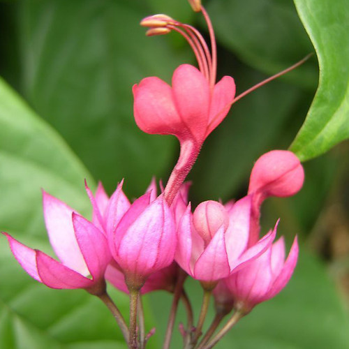 九龙龙吐珠盆栽阳台庭院带土包活