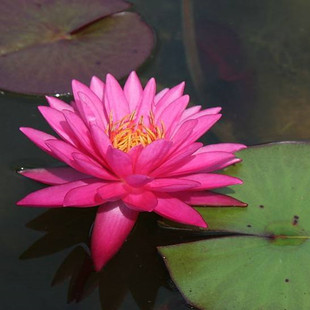 霞妃睡莲水培植物玫红色芳香四季 种植盆栽室内花苗带花苞开花