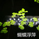 紫背浮萍蝴蝶萍水生植物微景观净化水质鱼虾躲避浮性水草鱼缸养殖
