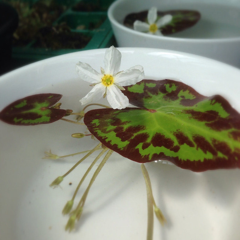 心型龙骨瓣一叶莲白花荇菜莕菜水荷叶印度荇菜莕菜带花苞水培睡莲