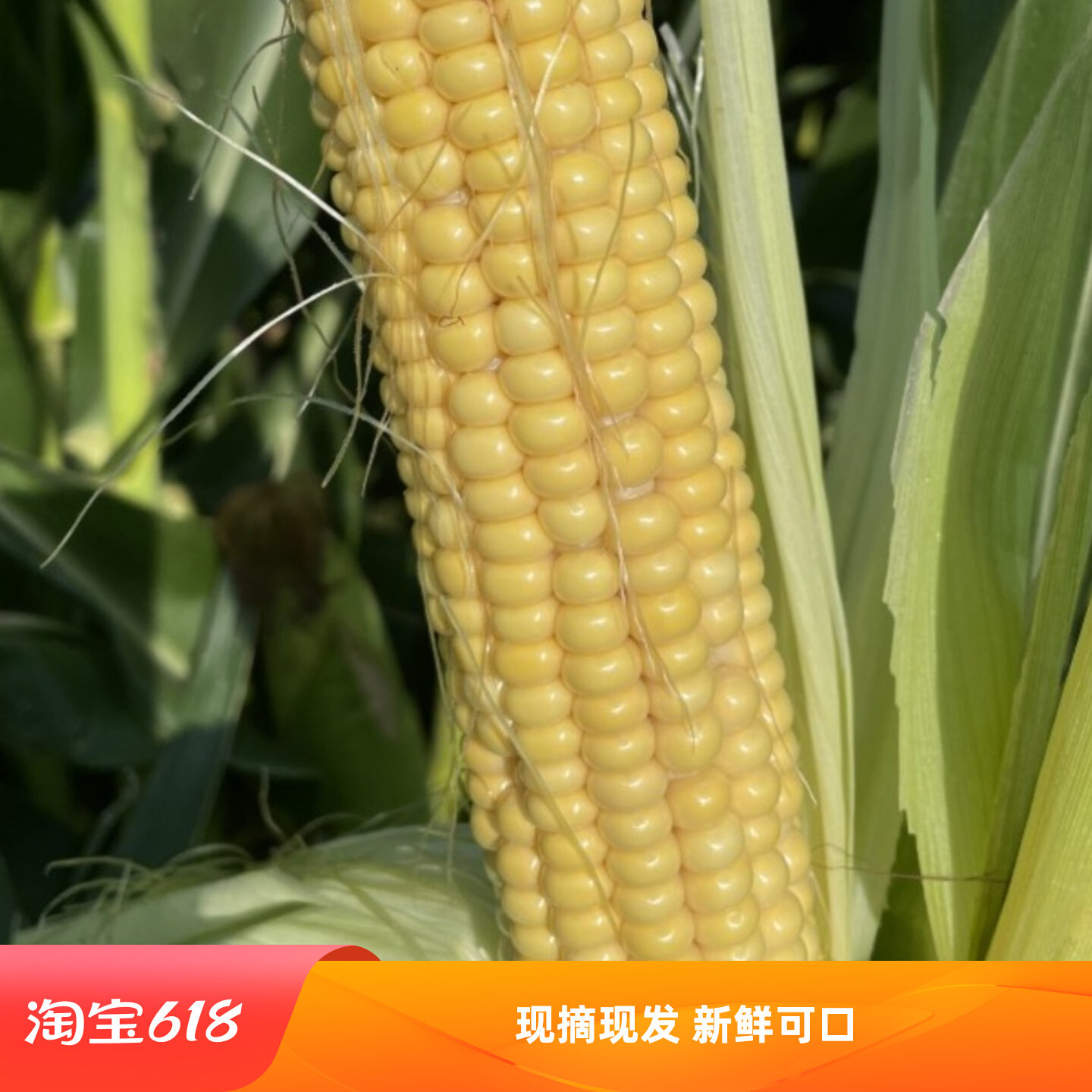 现摘现发玉米真空棒煲汤蒸煮烧烤