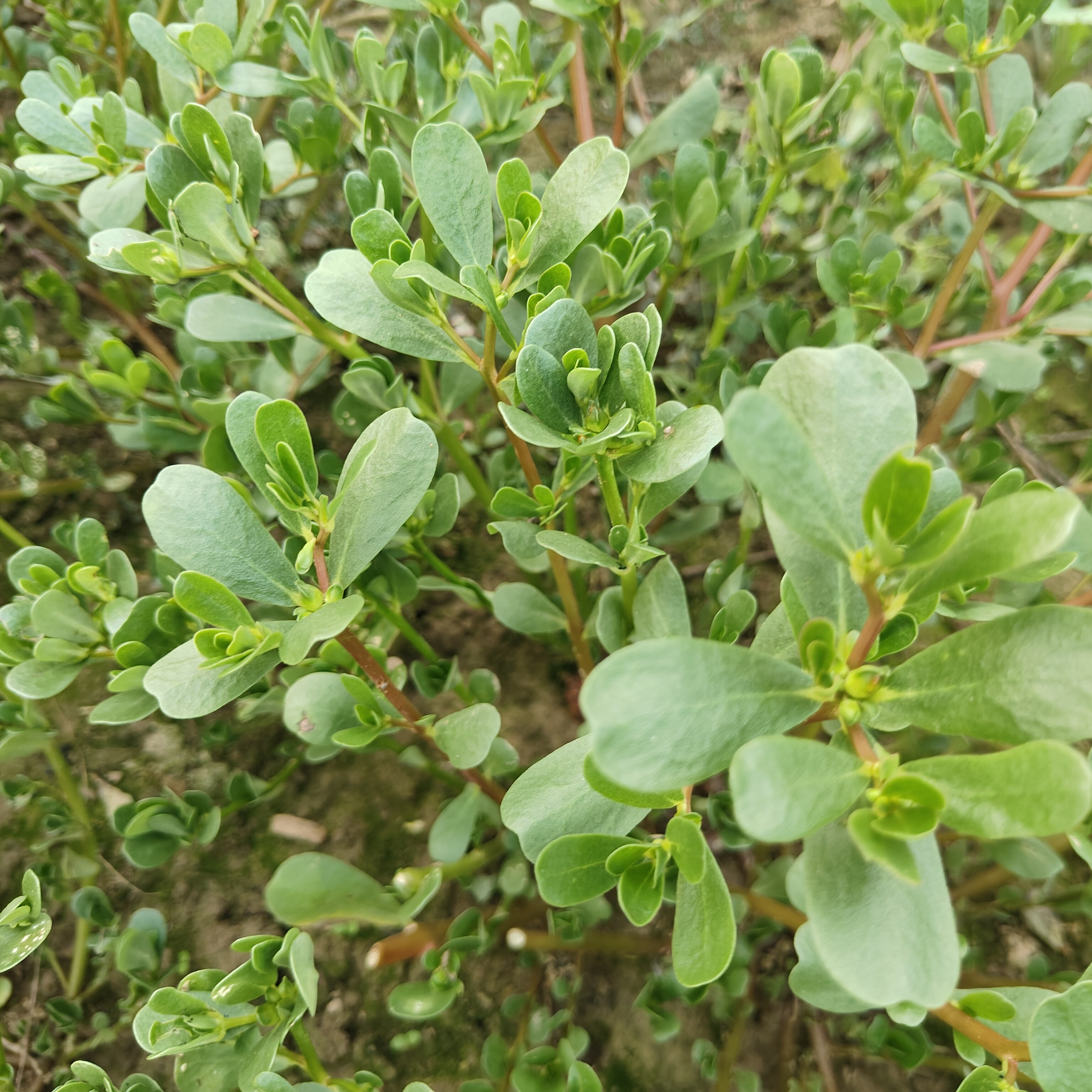 安徽农家自种新鲜马齿苋长寿菜蚂蚱菜长寿菜现摘现挖凉拌当季蔬菜