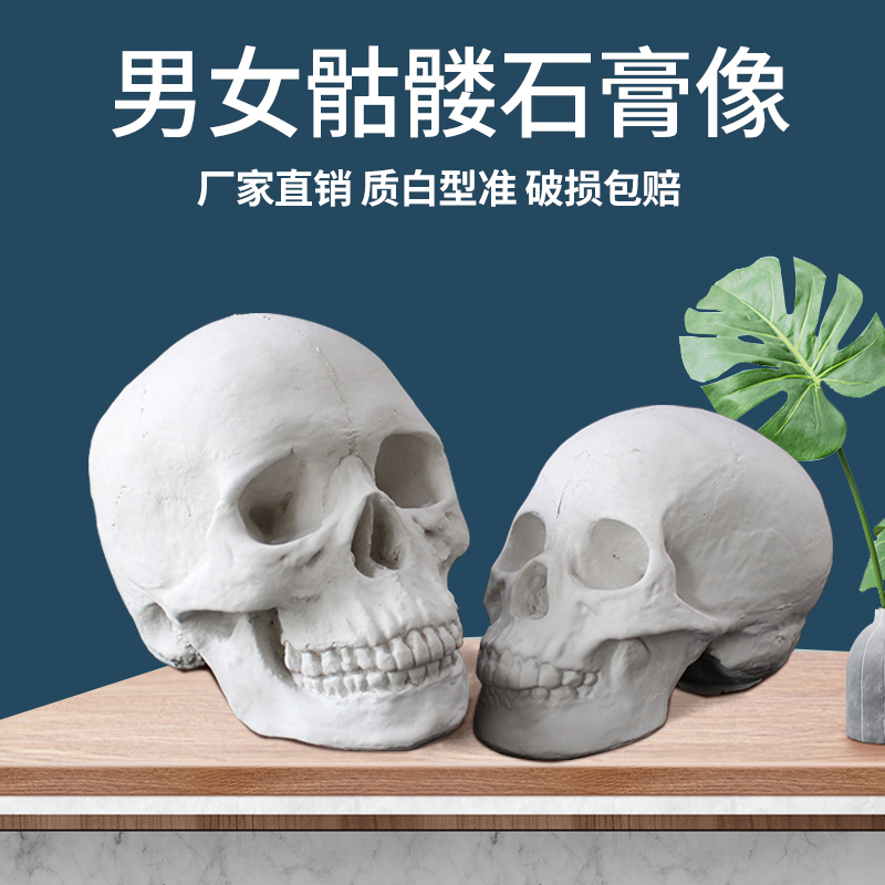 男女头骨骷髅头石膏像写生