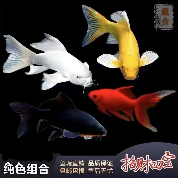 冷水淡水观赏鱼锦鲤长尾鱼活鱼金鱼小型好养红鲤鱼纯种小锦鲤