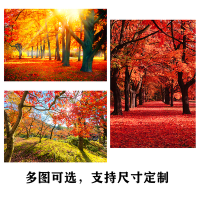 阳光落叶黄金满地红枫树森林挂画