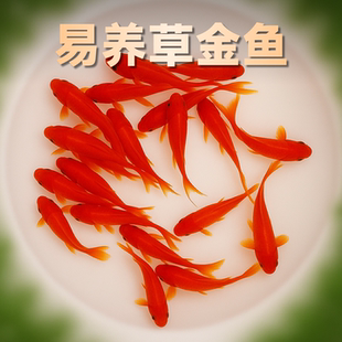 纯种凤尾大红草金鱼小锦鲤打氧淡水观赏鱼苗好养耐活自来水冷水鱼