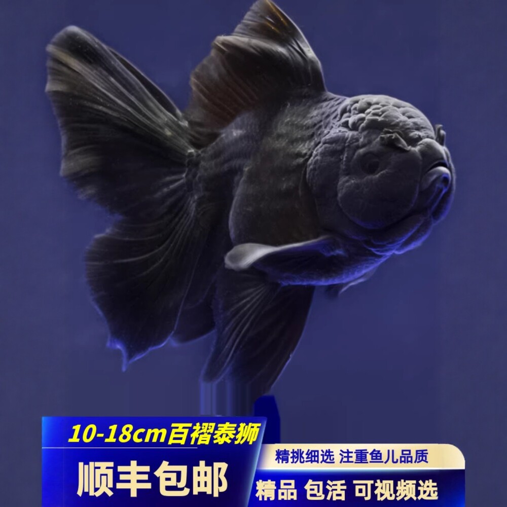 百褶黑泰狮精品金鱼活鱼苗f1将军体包金菠萝冷水进口精品包活好养