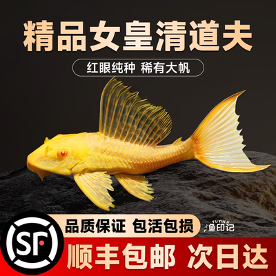 黄金红眼女王清道夫大帆女皇活体大小型垃圾异型鱼热带观赏鱼