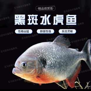 亚马逊黑斑水虎幼鱼热带鱼凶猛观赏鱼胭脂水虎鱼P属群游包邮包活