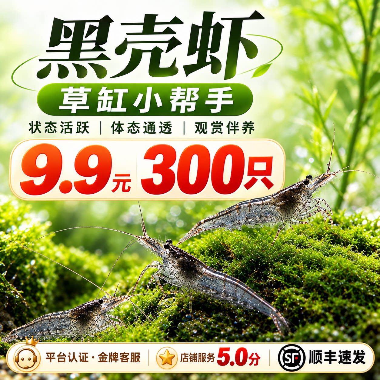 黑壳虾鲜活除藻观赏造景