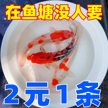 锦鲤鱼活鱼观赏鱼纯种大型红白冷水淡水好养耐活金鱼红鲤鱼小鱼苗