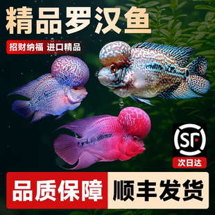 罗汉鱼鱼苗活体起头大苗红马观赏鱼小鱼好养活招财德萨亚成火凤凰
