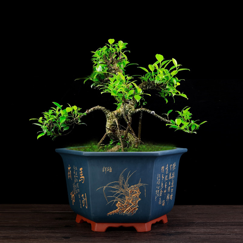 宜兴紫砂花盆六方老桩特大兰花盆专用陶瓷盆景多肉君子兰花卉盆景