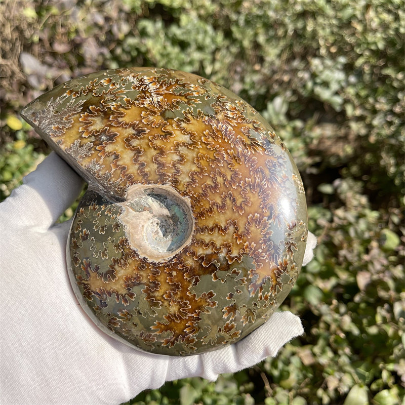 马达加斯加螺化石螺玉化天然菊石海螺标本原石一物一图
