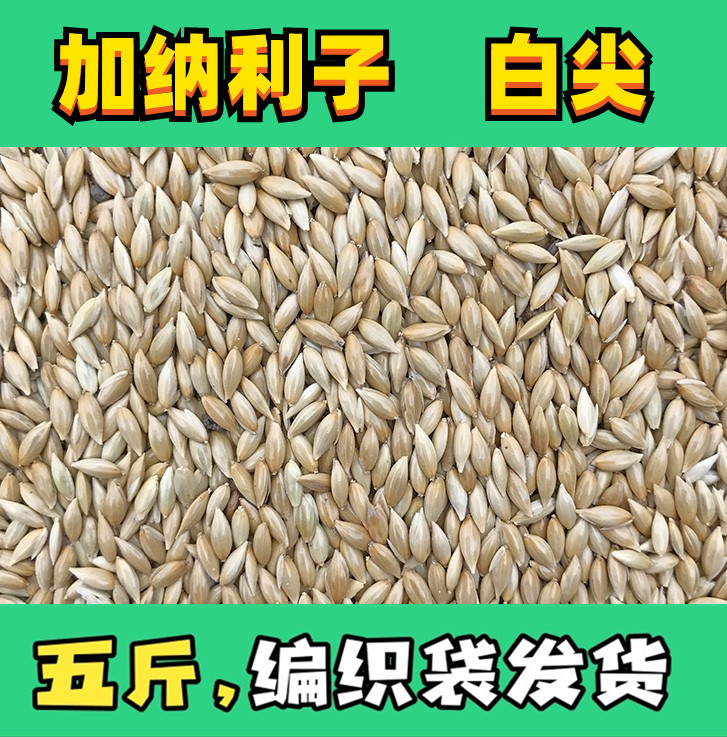 鹦鹉鸟食饲料加纳利子白尖粟金丝雀芙蓉鹦鹉黄雀虎皮牡丹玄凤鸟粮