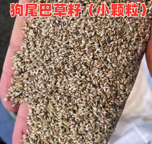 鸟粮苏狗尾巴籽鸟食鹦鹉玄
