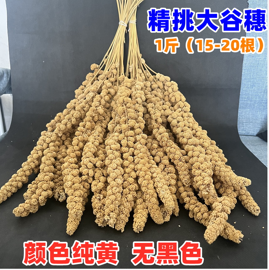 黄谷穗新小米穗 鹦鹉杂粮磨牙块黄谷子穂 逗鼠棒天然麦穗仓鼠零食