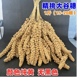 黄谷穗新小米穗 鹦鹉杂粮磨牙块黄谷子穂 逗鼠棒天然麦穗仓鼠零食